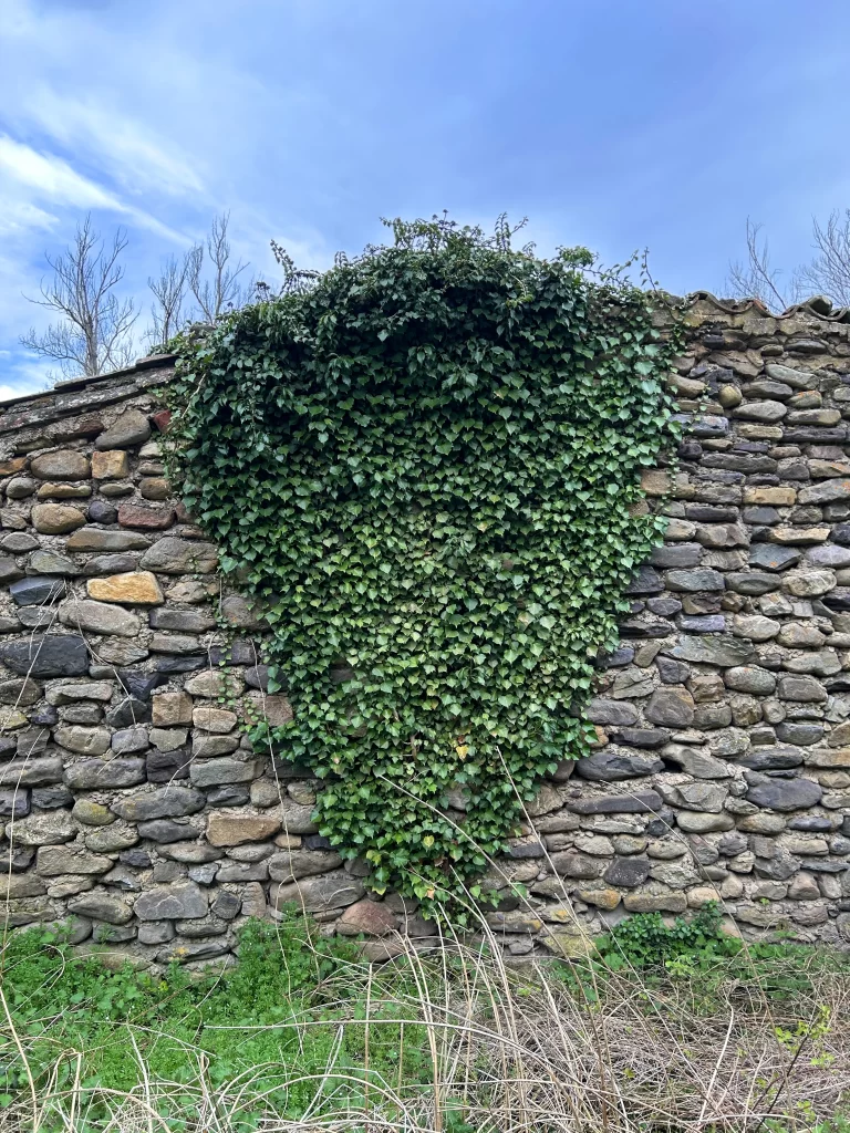 Muro vegetal en Añón de Moncayo